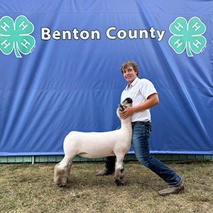 Champion wether dam Benton county 4-h show